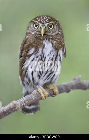 Nordpygmieneule (Glaucidium californicum), British Columbia, Kanada, Nordamerika Stockfoto