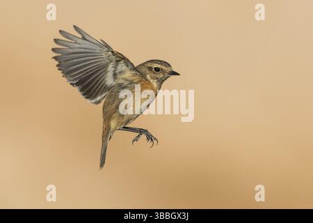 Europäische Stonechat (Saxicola rubicola) weibliche Fliegen, Eilat, Israel, Asien Stockfoto