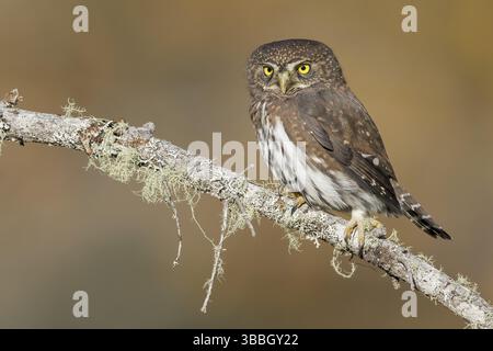 Die Zwergmuschel (Glaucidium gnoma) thronte auf einer Niederlassung in Victoria, BC, Kanada, Nordamerika Stockfoto