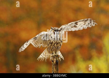 Fallen Orangenwald mit wilden Eule. Niedlicher Vogel in der Natur. Eule mit offenen Flügeln. Eule im orangen Herbst verlässt den Wald. Langohreule mit orangefarbener Eiche lea Stockfoto