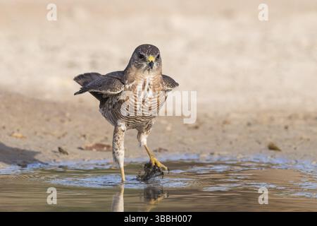 Levant Sparrowhawk (Accipiter brevipes) in einem Wasserloch, Eilat, Israel, Asien Stockfoto