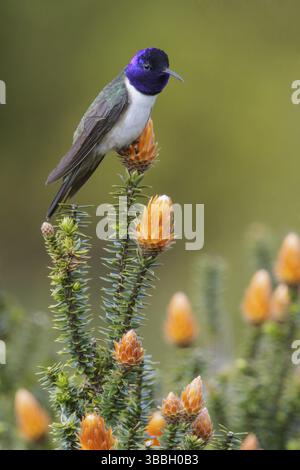 Der ecuadorianische Hillstar (Oreotrochilus chimborazo) thront auf einer Blume in Ecuador Stockfoto