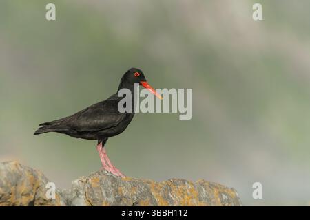 Afrikanischer Austernfänger (Haematopus moquini), Ostkap, Südafrika, Afrika Stockfoto