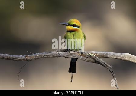Regenbogenbienenfresser (Merops ornatus) auf einem Zweig, Victoria, Australien, Ozeanien Stockfoto