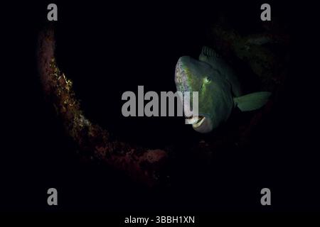 Grüner Buckelkopf Papageifisch, Bolbometopon muricatum Grüner Buckelkopf Papageienfisch, Bolbometopon muricatum Stockfoto