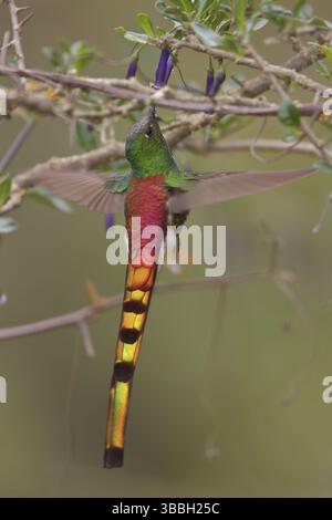 Rotschwanzkomet (Sappho sparganura) thront auf einer Zweigstelle in Bolivien, Südamerika Stockfoto