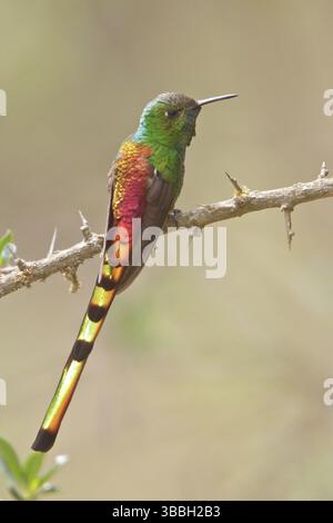 Rotschwanzkomet (Sappho sparganura) thront auf einer Zweigstelle in Bolivien, Südamerika Stockfoto