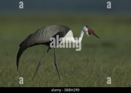 Wattled Crane (Grus carunculata), Awasa-See, Äthiopien, Afrika Stockfoto