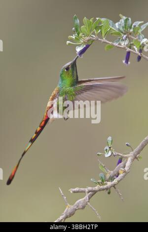Rotschwanzkomet (Sappho sparganura) fliegt während der Fütterung an einer Blume in Bolivien, Südamerika Stockfoto