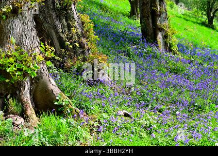 In Großbritannien - Bluebells auf einem Waldboden Stockfoto