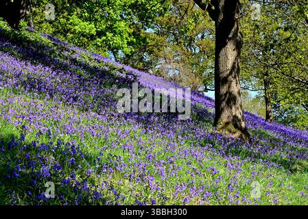 In Großbritannien - Bluebells auf einem Waldboden Stockfoto