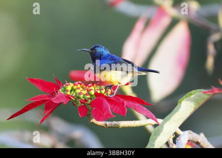 Variabler Sonnenvogel, Cinnyris venustus Stockfoto