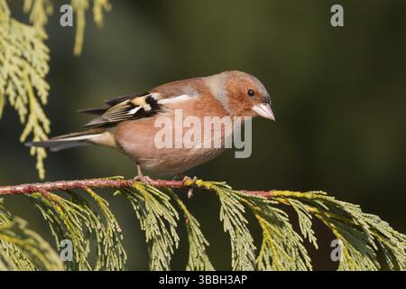 Buchfink - Fringilla coelebs ssp. Coelebs, Deutschland, Erwachsene männlich, Europa Stockfoto