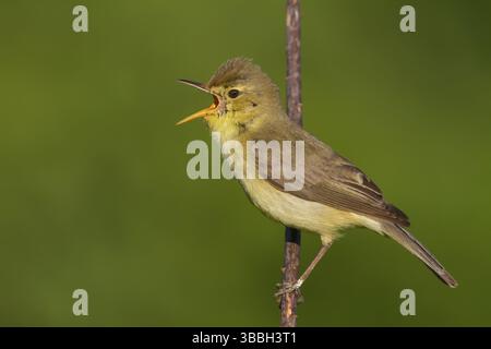 Melodiöser Warbler (Hippolais polyglotta) männlicher Gesang, Rheinland-Pfalz, Deutschland, Europa Stockfoto