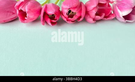 Pinke Tulpen stehen horizontal auf einer weichen, pastellgrünen Oberfläche und schaffen eine frische und elegante florale Komposition. Minimalistisches Design mit vielen Kopien Stockfoto