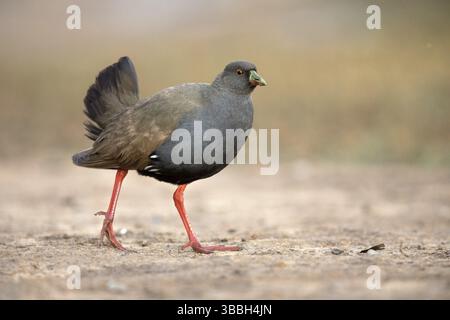 Schwarzschwanz Nativehen (Tribonyx ventralis), Queensland, Australien, Ozeanien Stockfoto