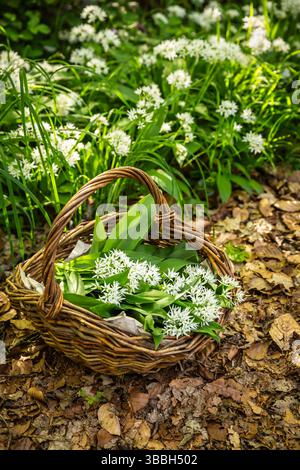 Frisch geernteter WildKnoblauch in einem Korb, Ramson (allium ursinum) in einem Korb im Wald Stockfoto