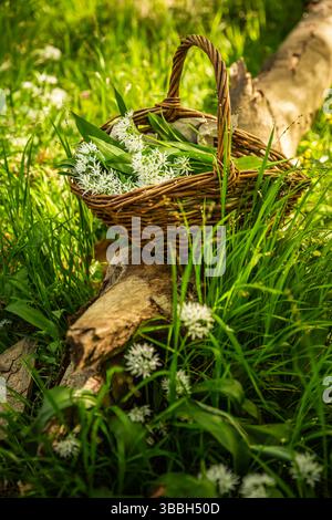 Frisch geernteter WildKnoblauch in einem Korb, Ramson (allium ursinum) in einem Korb im Wald Stockfoto
