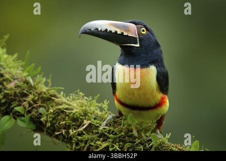 Toucan Colmared Aracari, Pteroglossus torquatus, Vogel mit großem Schnabel. Toucan sitzt auf dem Mooszweig im Wald, Boca Tapada, Costa Rica. Natur Stockfoto