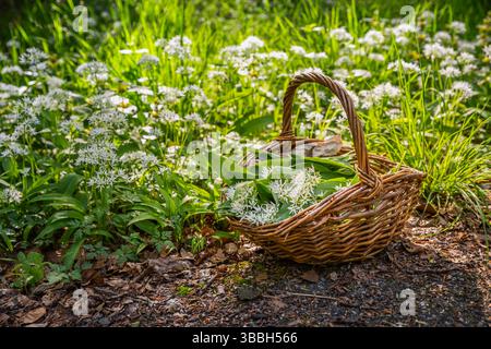 Frisch geernteter WildKnoblauch in einem Korb, Ramson (allium ursinum) in einem Korb im Wald Stockfoto