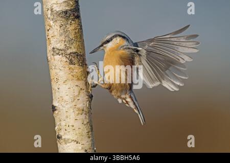 Eurasische Nuthatch (Sitta europaea) Spreitende Flügel, Aostatal, Italien, Europa Stockfoto