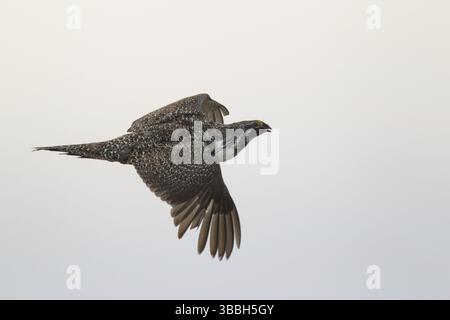 Salbei-Grouse (Centrocercus urophasianus) männlich fliegt, Idaho, USA, Nordamerika Stockfoto