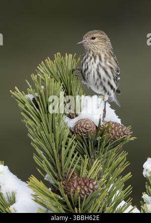 Pine Siskin (Spinus pinus) thront auf einem Zweig, Alaska, USA, Nordamerika Stockfoto