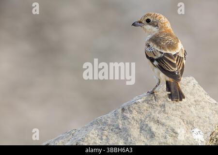 Rotkopfwuerger, Woodchat Shrike, Lanius Senator, Pie-grieche a tete rousse, Alcaudon Comun Stockfoto