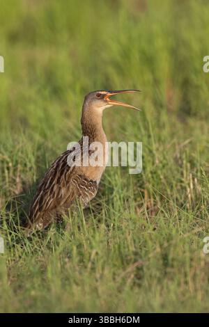 King Rail (Rallus elegans) Calling, Texas, USA, Nordamerika Stockfoto