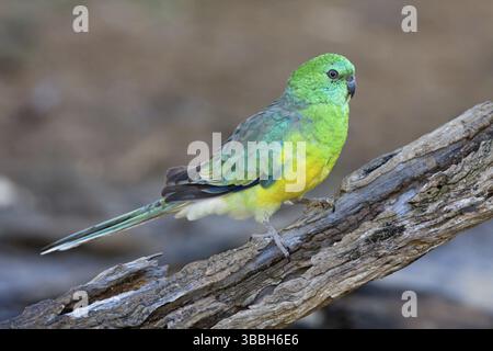 Rotwein-Papagei (Psephotus haematonotus) männlich, Australian Capital Territory, Australien, Ozeanien Stockfoto