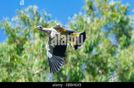 Torresian Imperial Pigeon (Ducula spilorrhoa) mit Nistmaterial, Halifax, Queensland, QLD, Australien Stockfoto