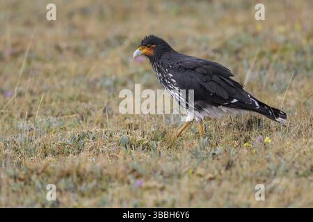 Carunculated Caracara (Phalcoboenus carunculatus) thront auf einem Ast in Ecuador Stockfoto