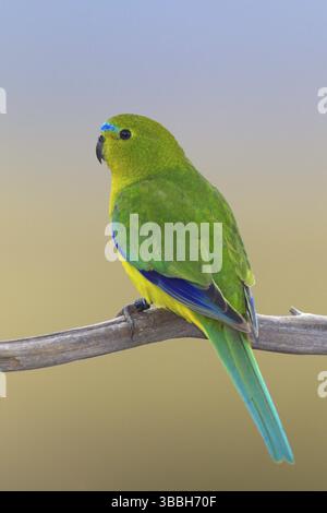 Orangenbauchpapagei (Neophema chrysogaster), Tasmanien, Australien, Ozeanien Stockfoto