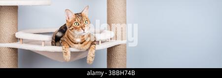 Eine reinrassige bengalische Katze entspannt sich auf einem Jute-Katzenbaum in einem minimalistischen Innenraum. Perfekt für Haustiermarken und Lifestyle-Inhalte. Stockfoto