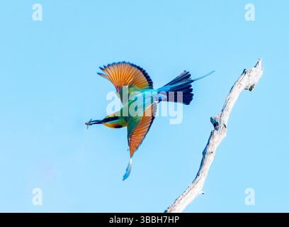 Regenbogenbienenfresser (Merops ornatus) im Flug mit Insekten im Schnabel, Queensland, Australien Stockfoto