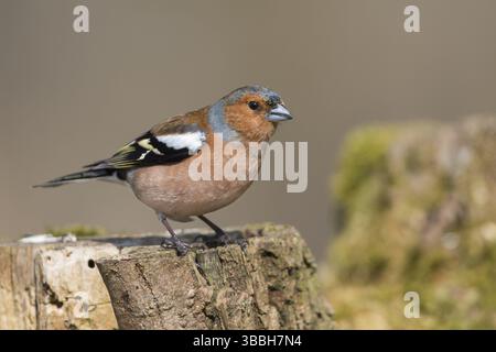 Buchfink - Fringilla coelebs ssp. Coelebs, Deutschland, Erwachsene männlich, Europa Stockfoto