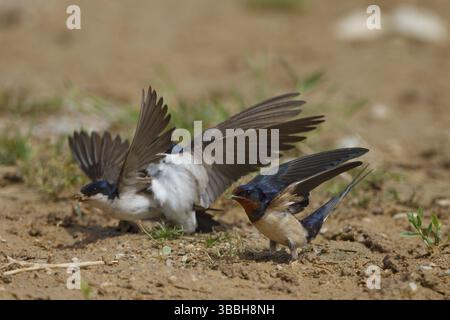Common House Martin & Barn Swallow (Delichon urbicum & Hirundo rustica), Griechenland, Europa Stockfoto
