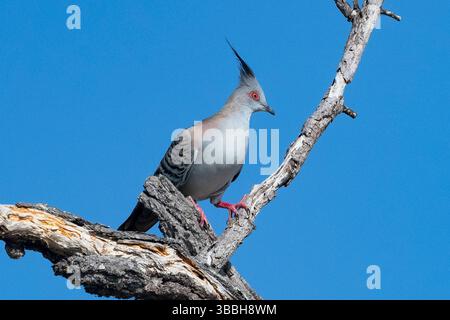 Haubentaube (Ocyphaps lophotes) auf einem Bein, Mareeba, Far North Queensland, FNQ, Australien Stockfoto