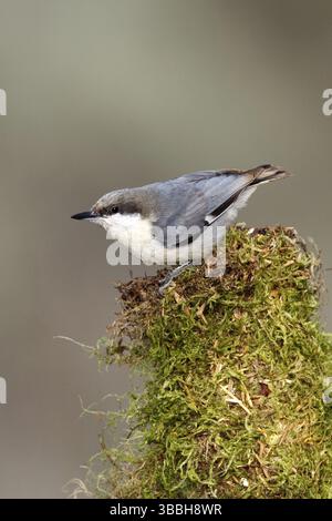 Pygmy Kleiber Sitta Pygmaea Cabin Lake, Oregon, Vereinigte Staaten 5 Mai Erwachsene SITTIDAE Stockfoto