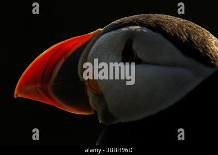 Atlantischer Puffin (Fratercula artica), Erwachsenenporträt, Schottland, Vereinigtes Königreich, Europa Stockfoto