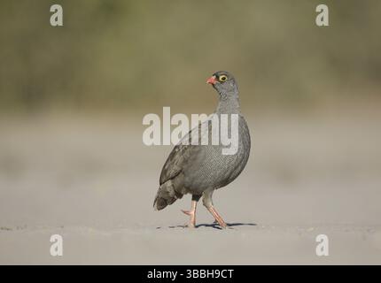 Rotschnabel-Spurfowl (Pternistis adspersus), Chobe, Botswana, Afrika Stockfoto