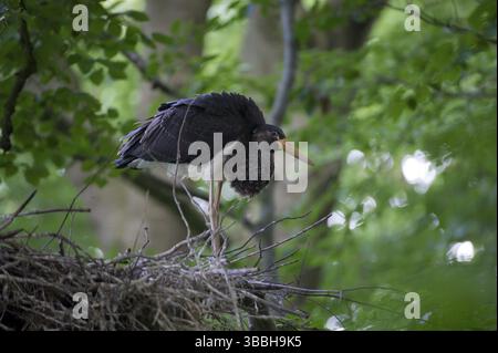 Schwarzstorch (Ciconia nigra) Nest, Sachsen, Deutschland, Europa Stockfoto