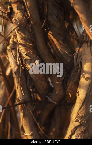Trockene Rinde und Fasern, beleuchtet durch sanftes Abendsonnenlicht, mit natürlichen Texturen. Stockfoto