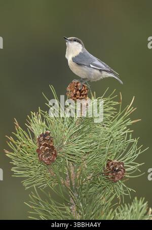 Pygmy Nuthatch (Sitta pygmaea) auf einem Nadelzweig, Colorado, USA, Nordamerika Stockfoto