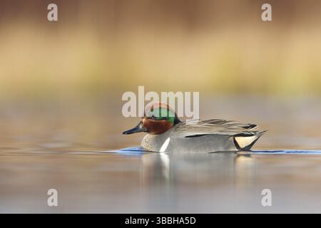 Grün-flügeliges Teal (Anas carolinensis) männlich, British Columbia, Kanada, Nordamerika Stockfoto