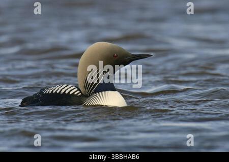 Pacific Loon (Gavia pacifica), Alaska, USA, Nordamerika Stockfoto