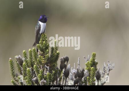 Ecuadorian Hillstar (Oreotrochilus chimborazo), Ecuador, Südamerika Stockfoto