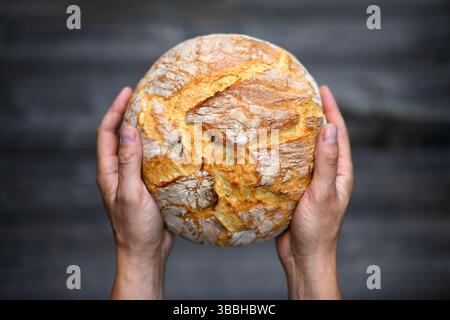 Nahaufnahme von Bäckerhänden mit traditionellem Sauerteigbrot auf einem rustikalen Holztischhintergrund. Gesunde Lebensmittelfotografie Stockfoto
