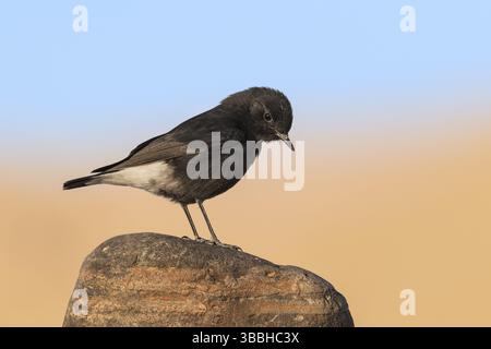 Trauer Wheatear (Oenanthe lugens warriae) auf einem Stein, Eilat, Israel, Asien Stockfoto