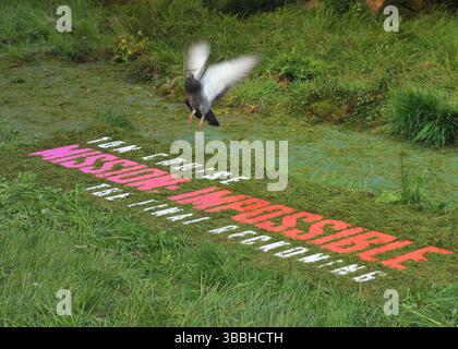 London, Großbritannien. Mai 2025. Pigeon bei der Weltfilmpremiere „Mission: Impossible - The Final Reckoning“, Leicester Square Gardens, Leicester Square, am Donnerstag, den 15. Mai 2025 in London, England, Großbritannien. CAP/CAN © CAN/Capital Pictures Credit: Capital Pictures/Alamy Live News Stockfoto